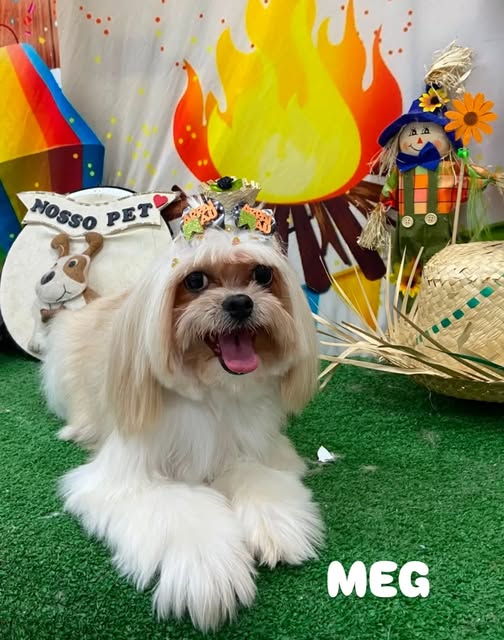 Cachorrinha Meg após os cuidados realizados pelo Nosso Pet