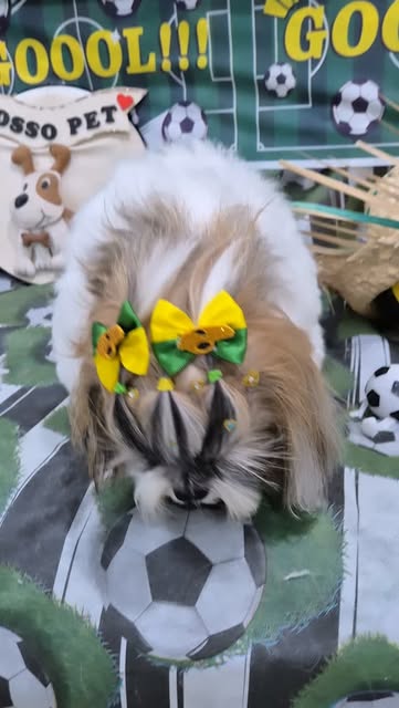 Shih-tzu com pelagem escovada e laços após atendimento no Nosso Pet