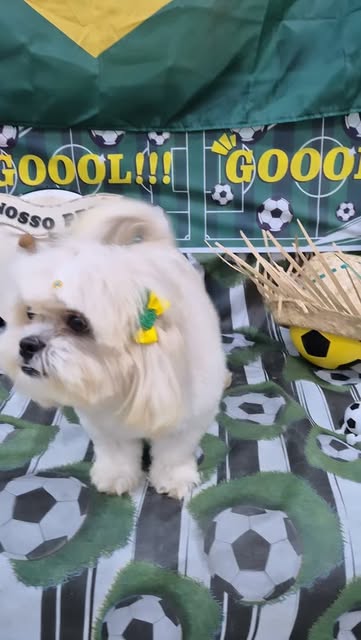 Cachorrinha de pelagem clara após cuidados no Nosso Pet