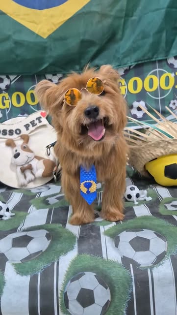 Cachorro com gravata e óculos em registro publicado pelo Nosso Pet