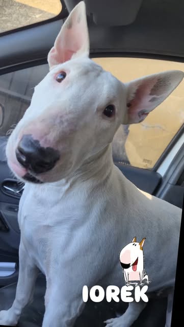 Cachorro Iorek sendo transportado de carro com cuidado pelo Nosso Pet