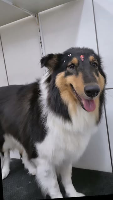 Cachorro de pelagem longa após atendimento no Nosso Pet