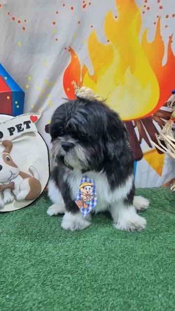 Cachorro de pelagem escura após atendimento no Nosso Pet
